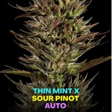 Thin Mint x Sour Pinot Auto